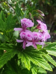 Pelargonium citronellum, photograph (c) Jared Zachary Herman, some rights reserved (CC BY)