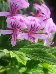 Pelargonium citronellum, photograph (c) Jared Zachary Herman, some rights reserved (CC BY)