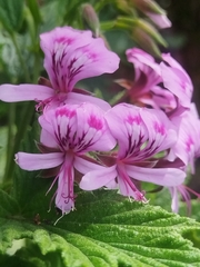 Pelargonium citronellum, photograph (c) Jared Zachary Herman, some rights reserved (CC BY)