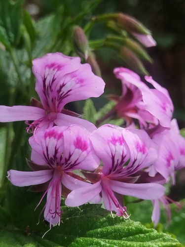 Pelargonium citronellum, photograph 6