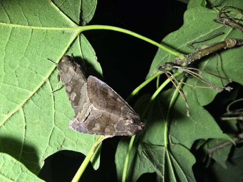 Bronzed Cutworm Moth