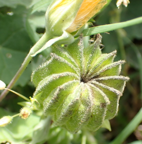 Abutilon sonneratianum