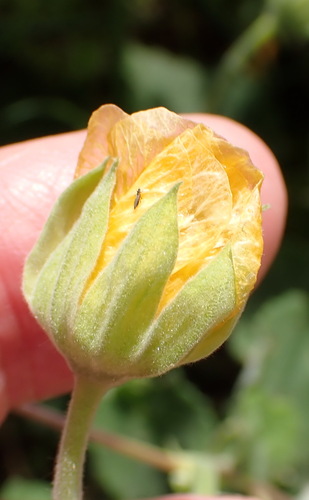Abutilon sonneratianum, photograph 2