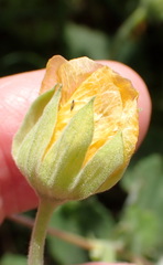(c) Nicola van Berkel, some rights reserved (CC BY-SA) Abutilon sonneratianum, photograph (c) Nicola van Berkel, some rights reserved (CC BY-SA)