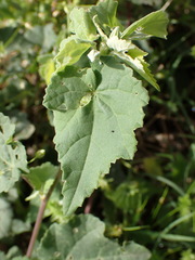 (c) Nicola van Berkel, some rights reserved (CC BY-SA) Abutilon sonneratianum, photograph (c) Nicola van Berkel, some rights reserved (CC BY-SA)