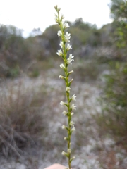 Prasophyllum plumiforme