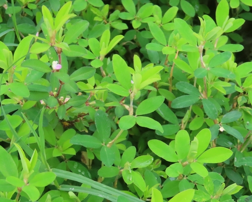 Kummerowia striata, photograph 6