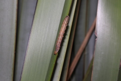 Ichneutica steropastis
