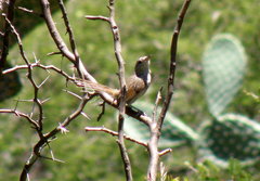 Asthenes dorbignyi usheri