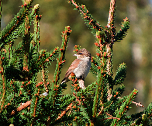 Red-backed Shrike