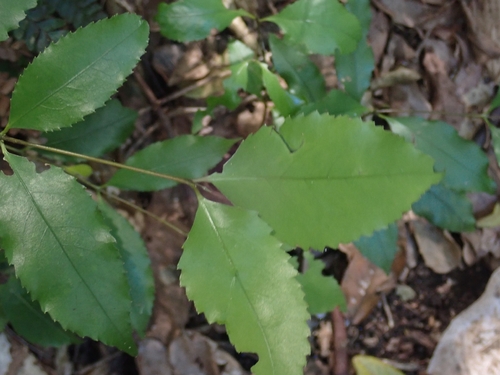 Daphnandra observed 2026-09-15