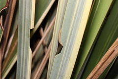 Ichneutica steropastis