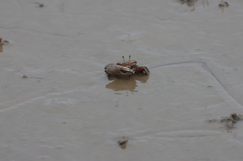 Bowed Fiddler Crab