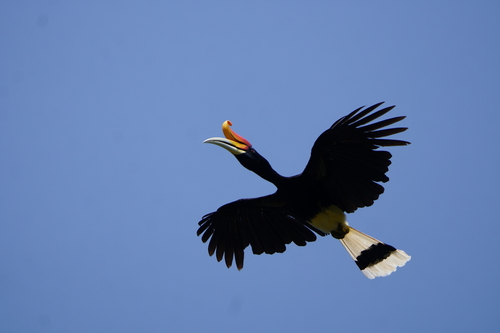 Rhinoceros Hornbill