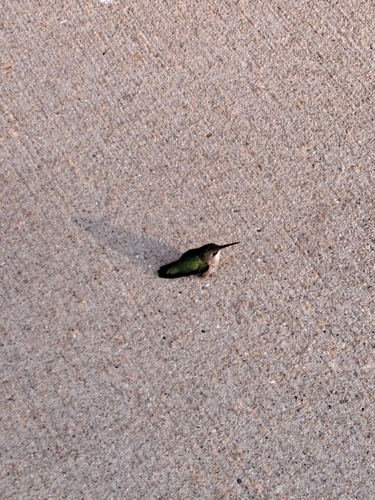 Ruby-throated Hummingbird