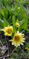 Wyethia × cusickii