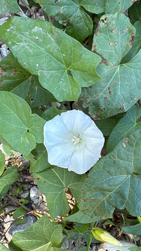 hedge bindweed
