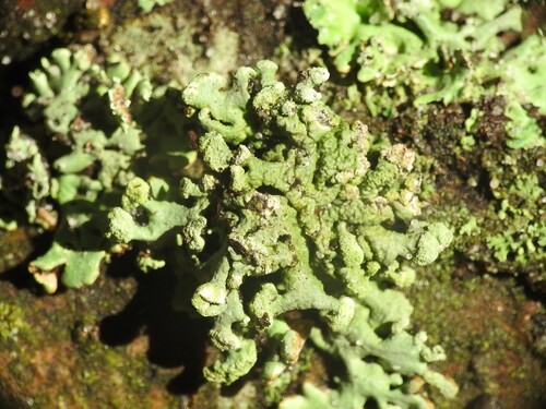 Powder-headed Tube Lichen