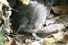 Puffinus lherminieri
