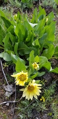 Wyethia × cusickii