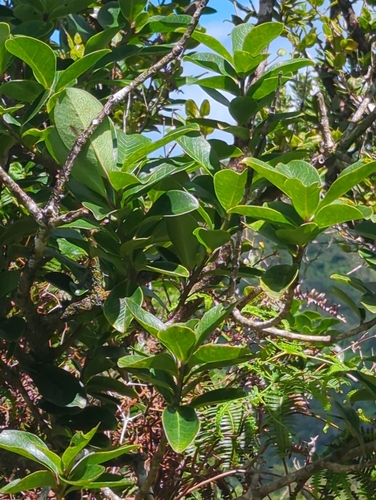 Ilex anomala observed 2026-09-13