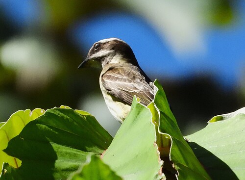 Piratic Flycatcher