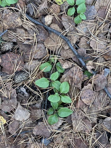 one-sided wintergreen