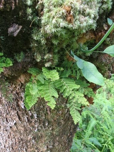 Adenophorus tamariscinus observed 2026-09-13