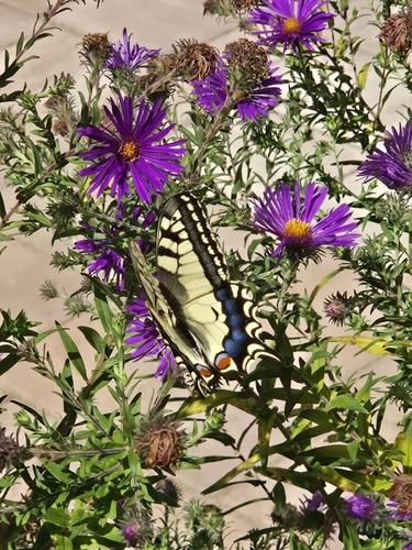 Old World Swallowtail