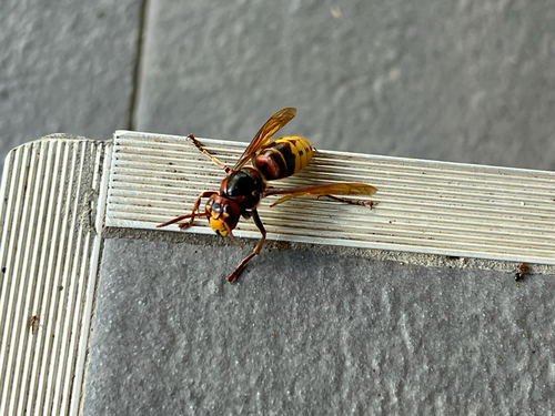 European Hornet