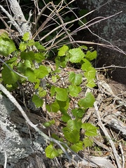 Vitis rotundifolia rotundifolia