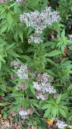 hemp agrimony