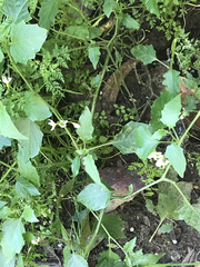 Solanum furcatum