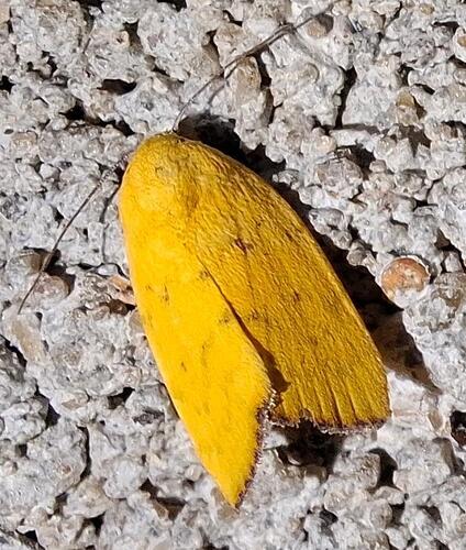 Earias luteolaria