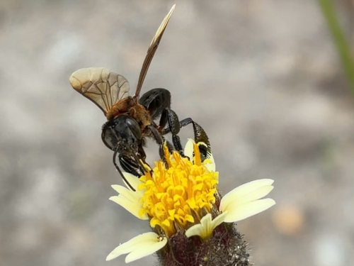 Long-chinned Stingless Bee