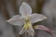 author not stated, no rights reserved Gladiolus carinatus, photograph author not stated, no rights reserved