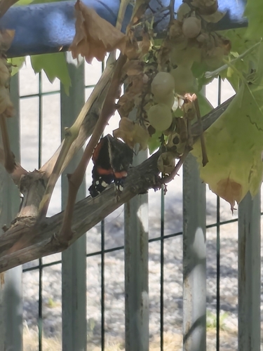 Red Admiral