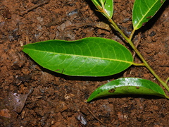 Pera arborea