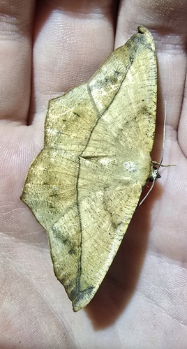 Large Maple Spanworm Moth