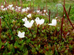 Epilobium macropus