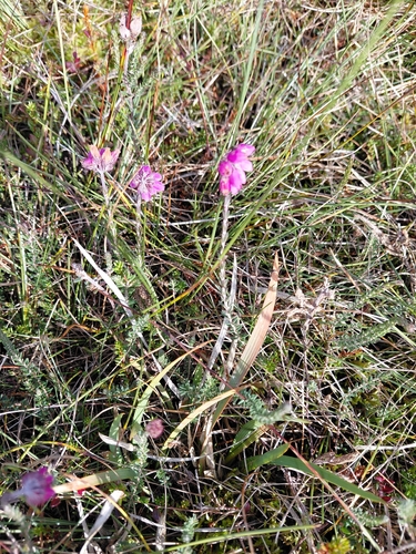 Cross-leaved Heath