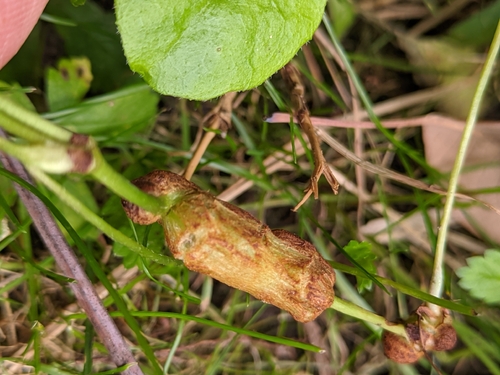 Raspberry gall midge