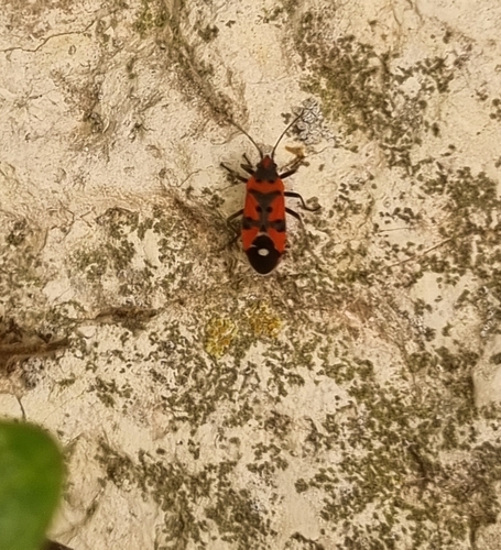 Lygaeus equestris / simulans Complex