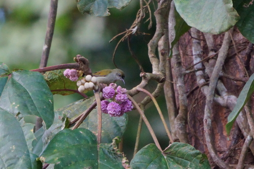 Anthreptes simplex observed 2026-08-20