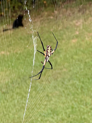 Yellow Garden Spider