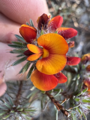 Canobolas Bush-pea