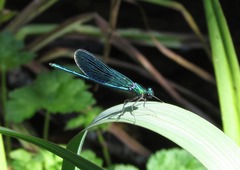Calopteryx xanthostoma