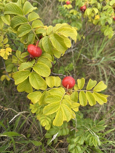 rugosa rose