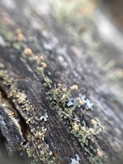 Cladonia botrytes