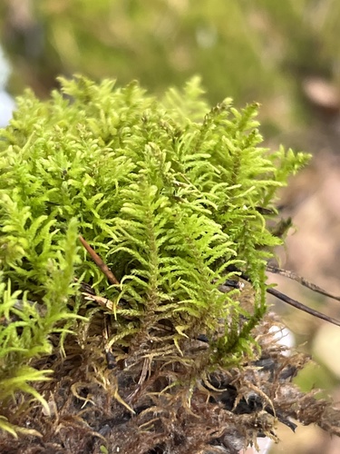Fir Tamarisk-moss